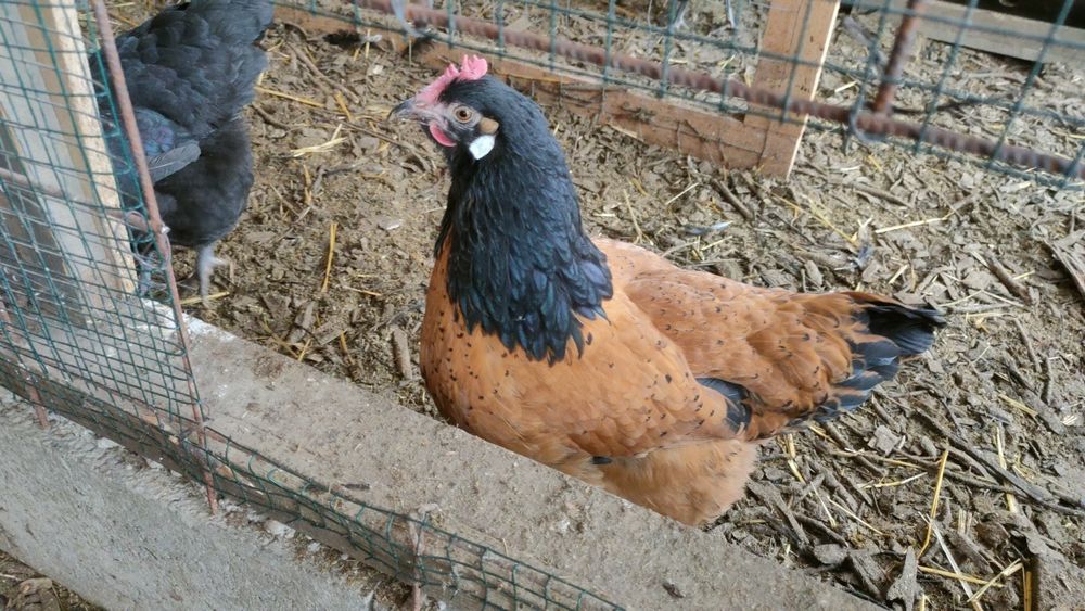 Familie vorwerk 4 găini/puicuțe+1 cocoș vand/schimb Wyandotte argintiu