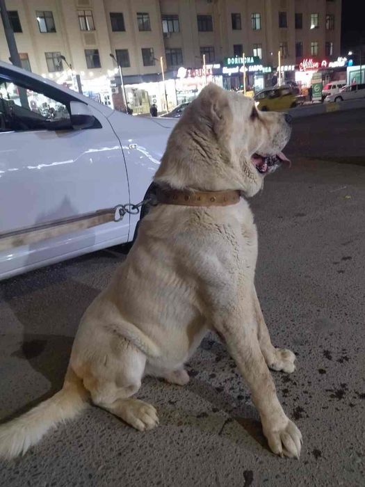 Алабай середине азиатский