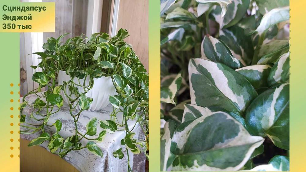 Сциндапус Энджой