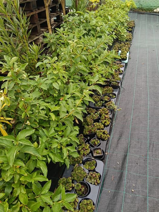 Tuia/euonimus alatus/ laur/cotinus