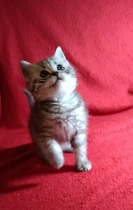 Шотландские прямоухие котята