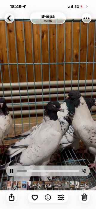 Черноголовые бакинцы