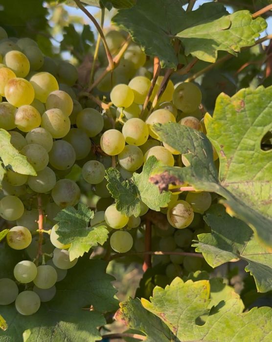 Struguri albi amestec Fetească, Chasselas, Riesling, Aligote,