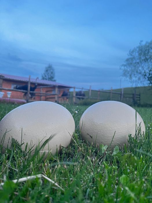 Ouă de struț pentru consum și incubat