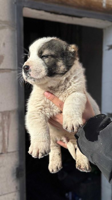 Щенки чистокровных тобетов