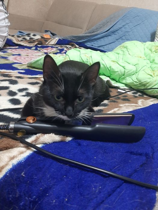 Отдам кошку бесплатно