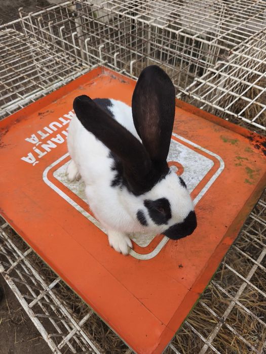 Vând masculi fluture