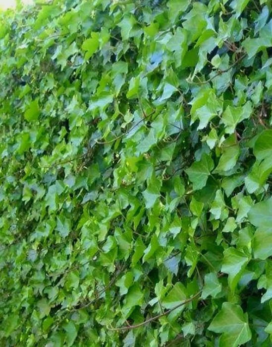 Vând iedera tot timpul verde