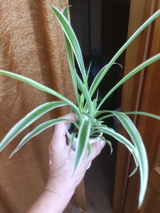 Хлорофитум.Продам.
