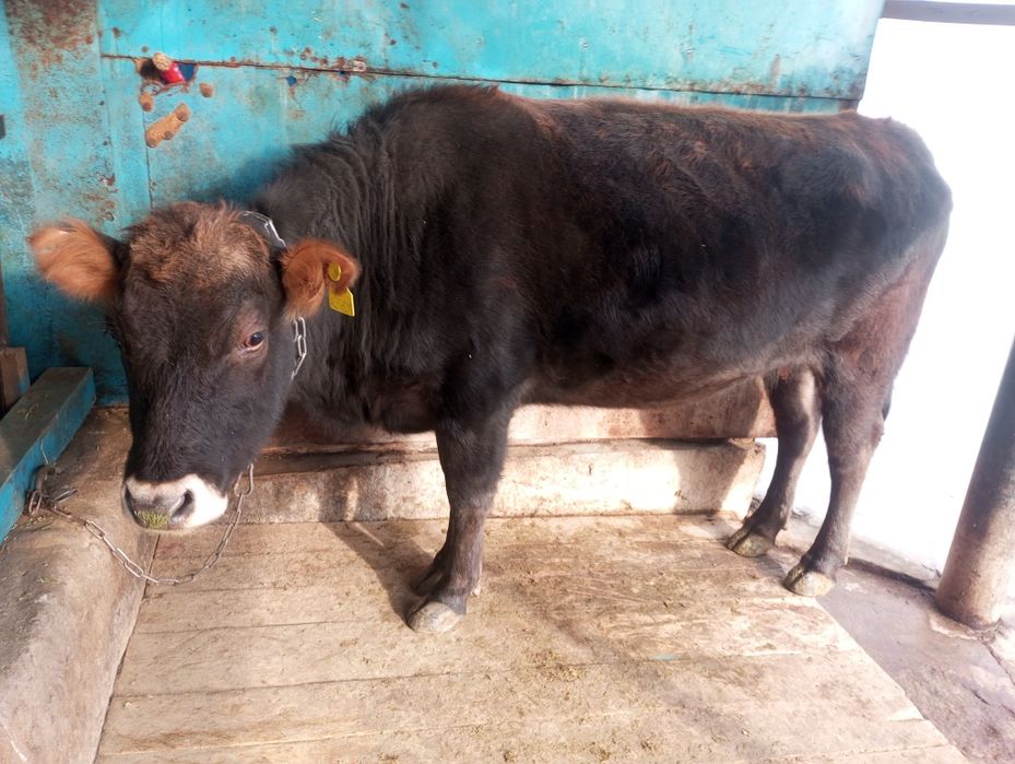 Продам жирную телку, корову