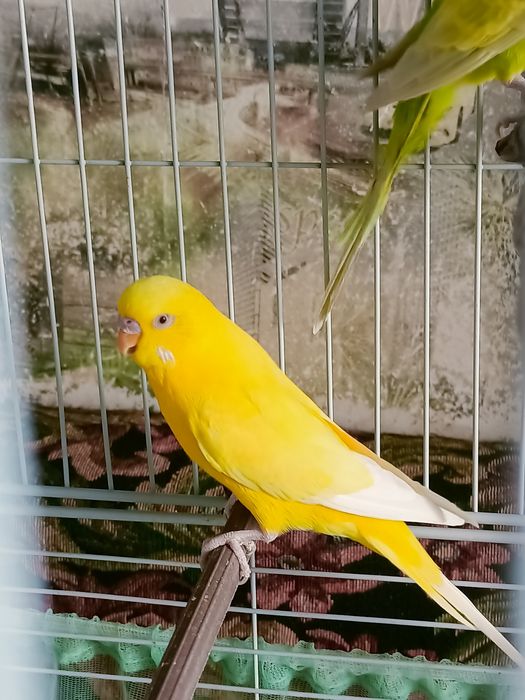 Волнистые попугаи .