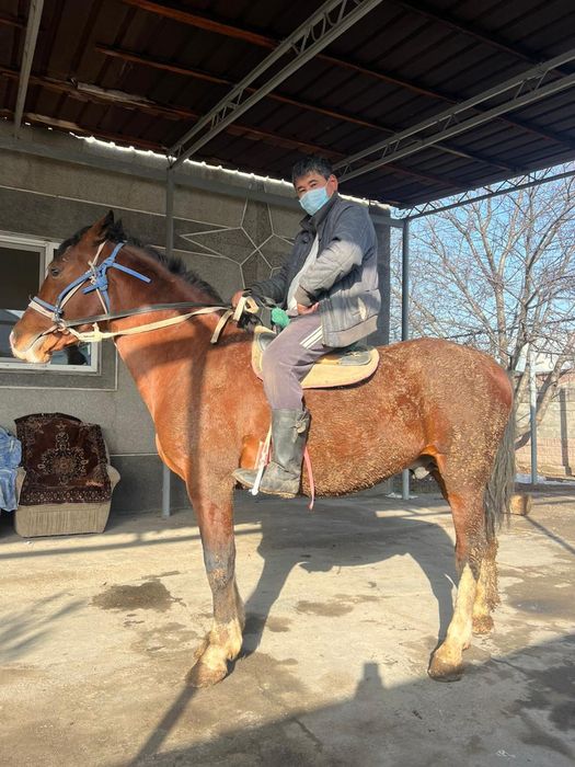Айгыр сатылады. Продается жеребец.