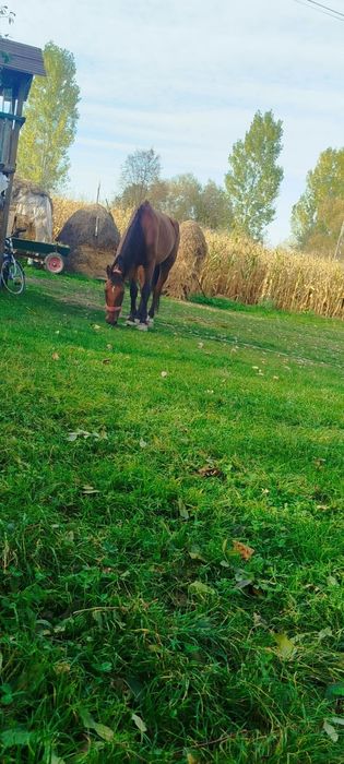 Vând cal castrat de 9  ani lung larg înalt de 1.67 la greabănă măsurat,  blând domol garantat fără năravuri.