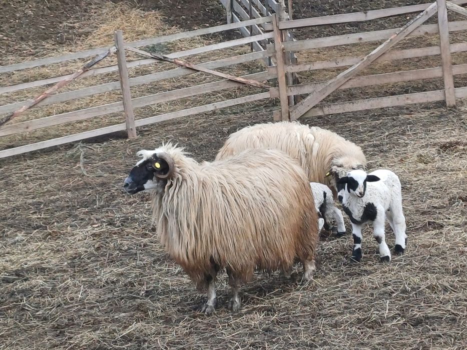 4 oi fatate de vanzare