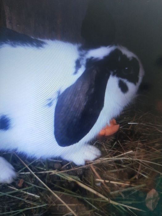 Продам кролих крупных