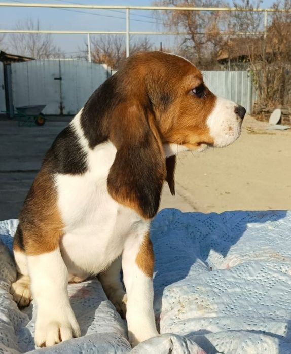 Щенки Бигль с документами