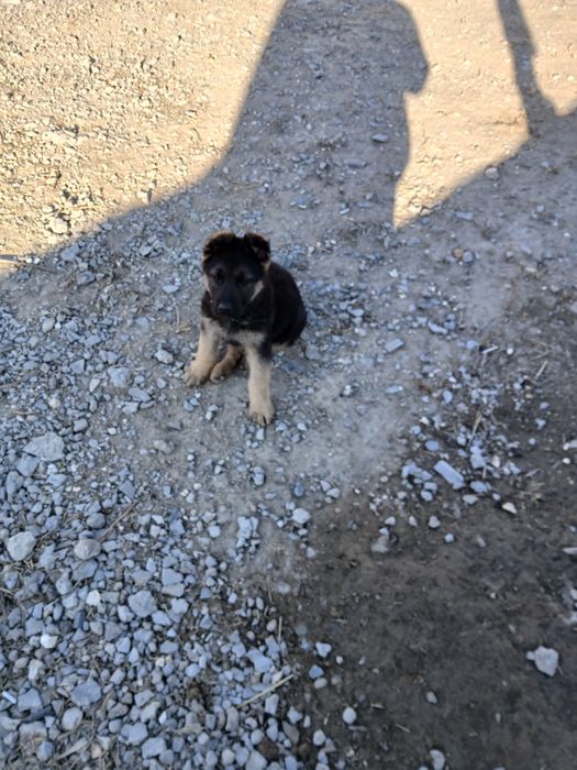 Эвропейский овчарка