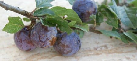 Pomi Străvechi Glia Strămoșească (Soiuri de PRUN)