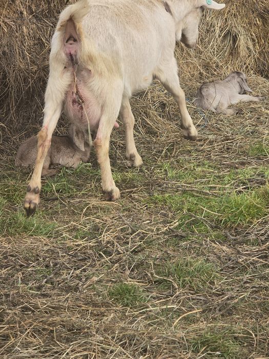 Vand 2 capre o anglo nubiana si un zanen