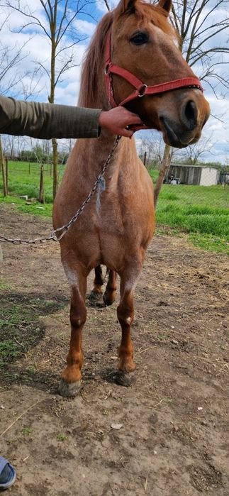 Vand iapa metis lipitan, mama semigreu-tatal linie Napoletano