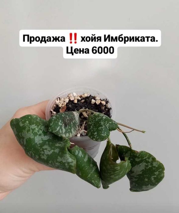 Комнатные растения