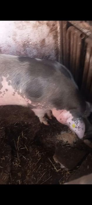 Vând gâște și bibilici