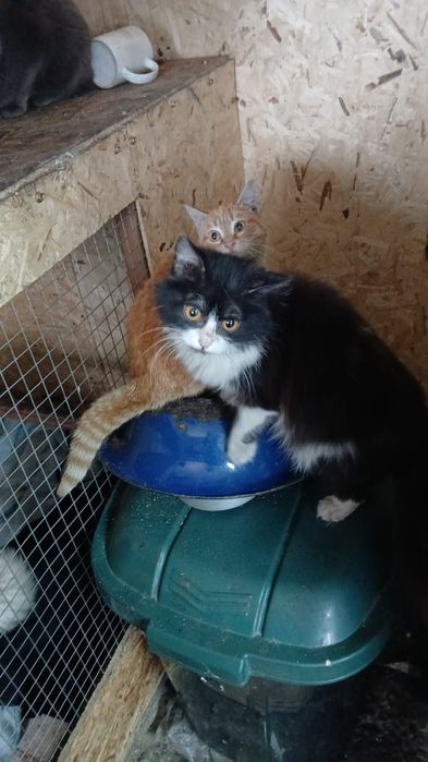 Котики и кошечки ищут дом