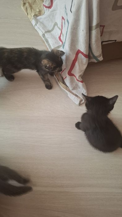Отдам двухмесячных котят,  чёрного котёнка и кошечку