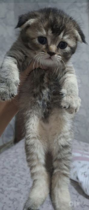 Продаётся котёнок Скоттиш фолд вислоухая