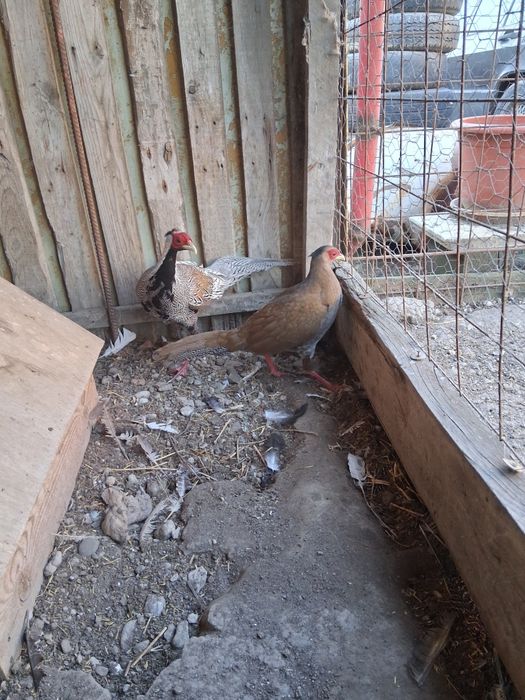 Vand sau schimb cu pauni