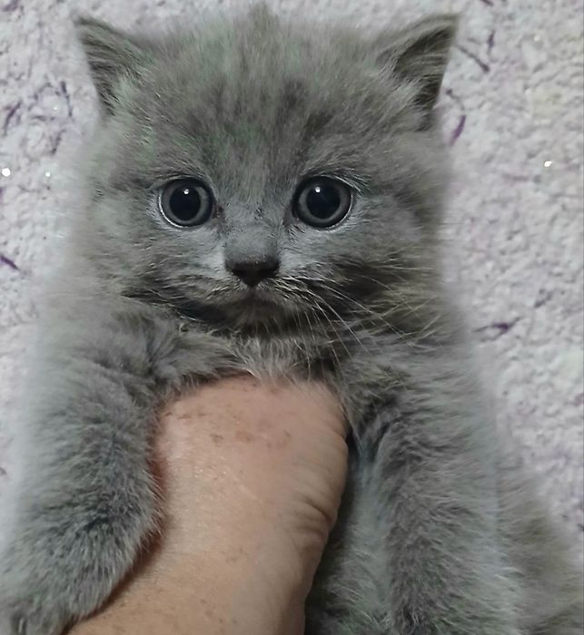 Фолды и британцы котята