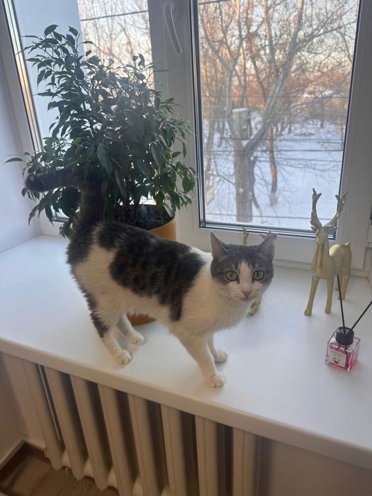 Кошечка ищет любящих хозяев