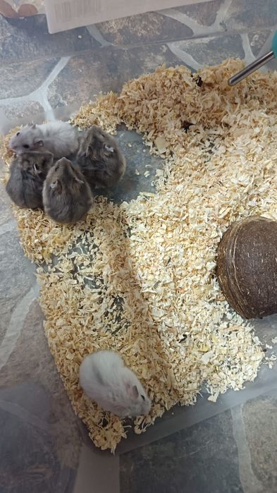 Vând hamsteri siberieni