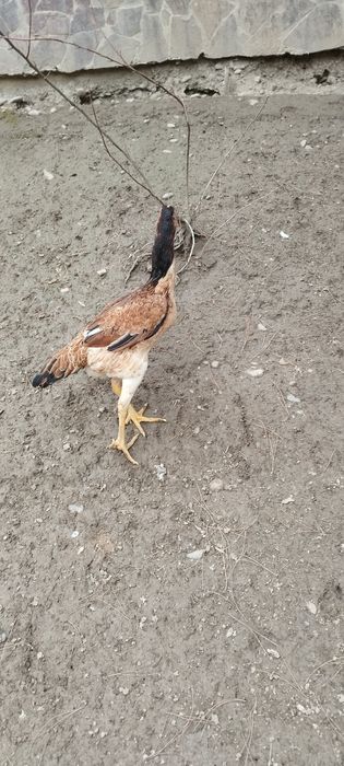 Сотилади соглом.