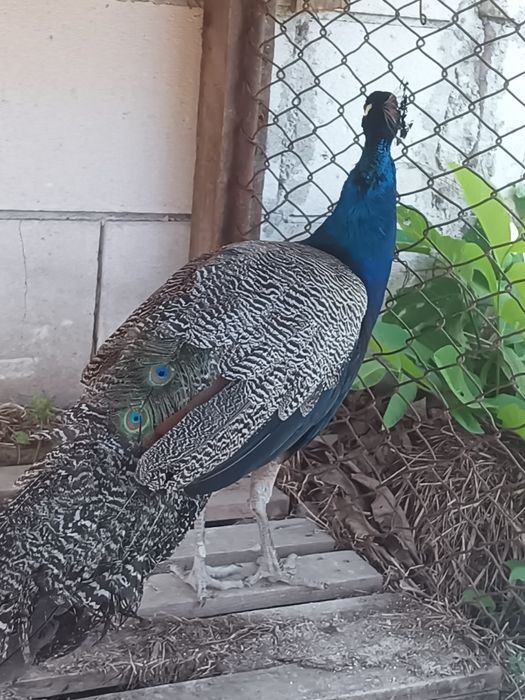 Vând sau schimb paun standard