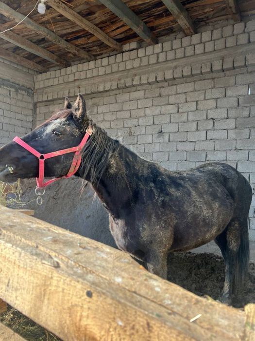 Biya Ot . сотилад