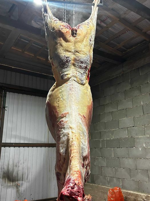 Жылкы сиыр малы сатылады