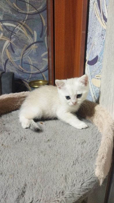 Продажа шотланских котят