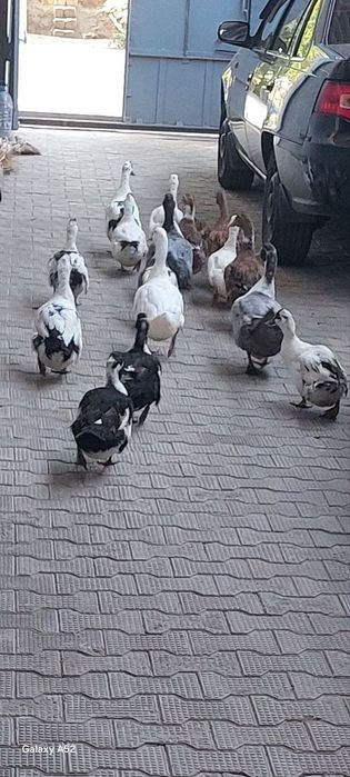O‘rdaklar sotiladi. Утки продаются.