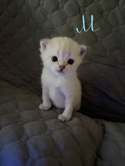 продаются котята