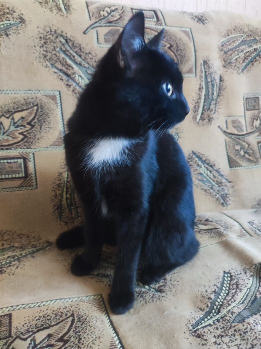 Котенок девочка 4,5месяца
