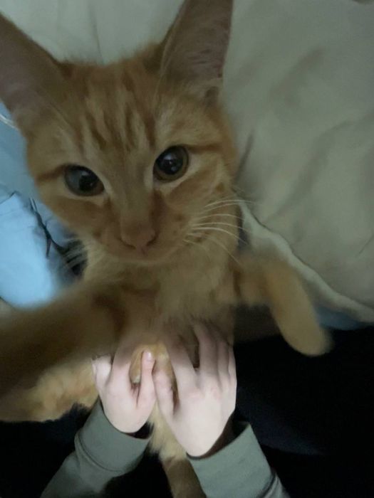 Кот мальчик рыжий