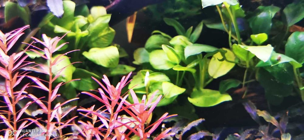 Vand plante cu crestere usoara ,plante easy crescute fara co2 Bucuresti ...