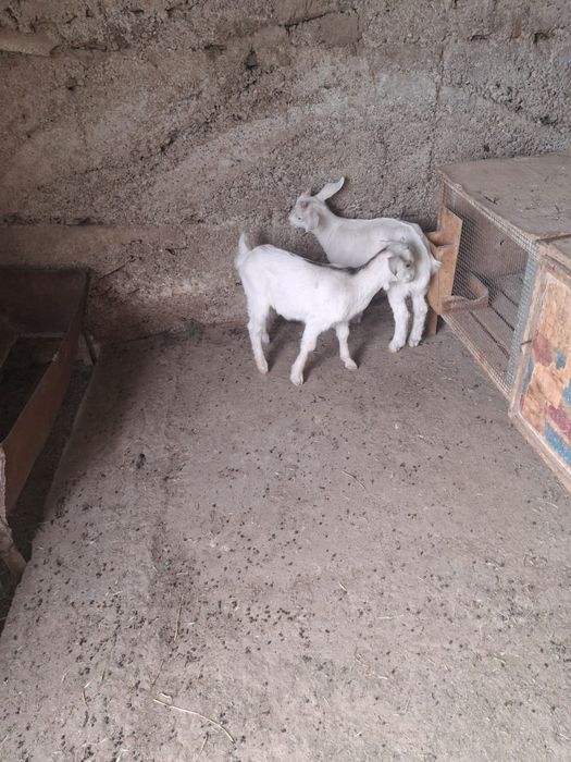 Продаётся козье молоко