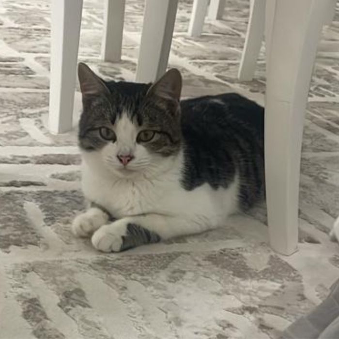 Отдам кота в добрые руки