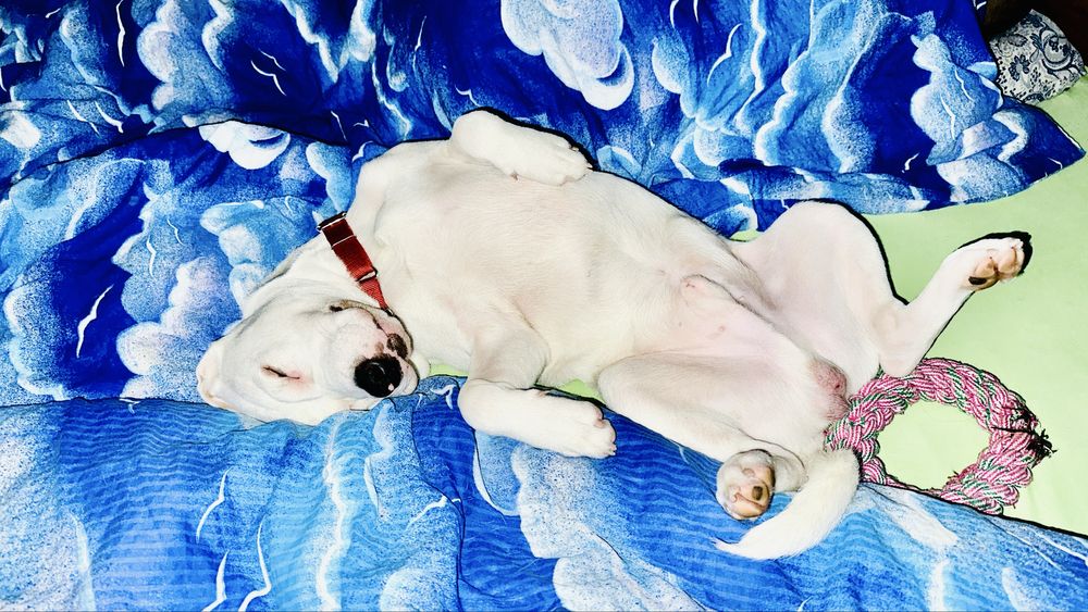 Pet sitter cu experienta  Bucuresti