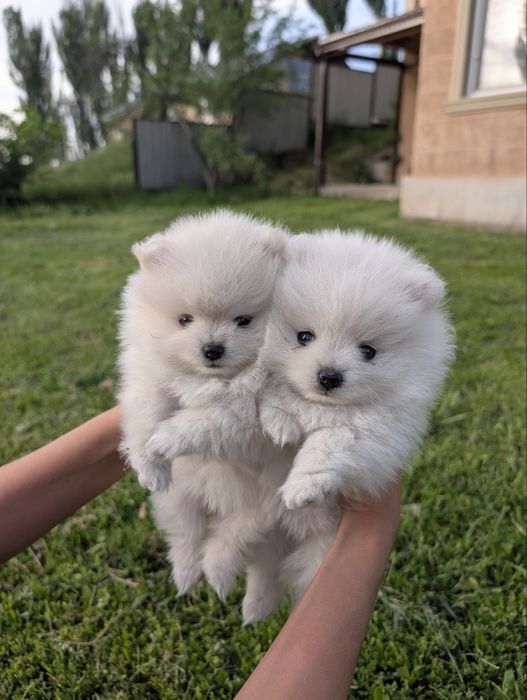 Продам померанских шпицов