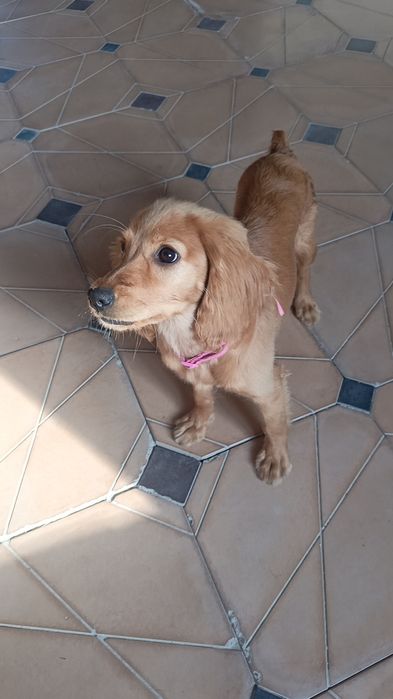 Золотистый Спаниель чисто кровная