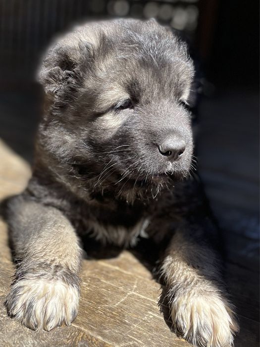 Щенки кавказской овчарки