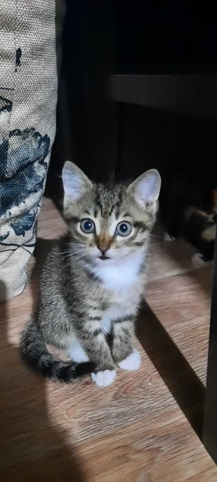 Отдам котят в хорошие руки